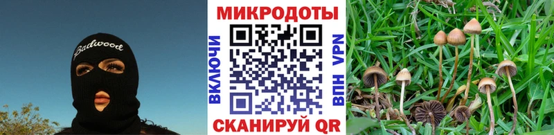 Галлюциногенные грибы Psilocybine cubensis  площадка состав  Вятские Поляны 